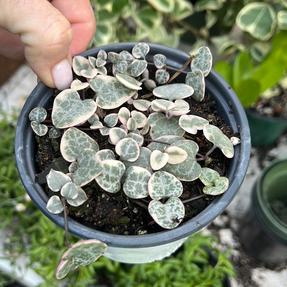 VG string of Hearts 4inch- Ceropegia Woodii out of stock - Picture 1 of 4